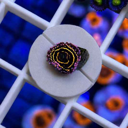 Stratosphere Zoas