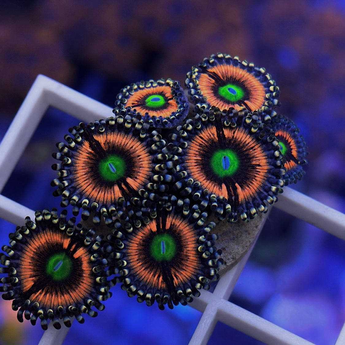 Gobstopper zoa - Q