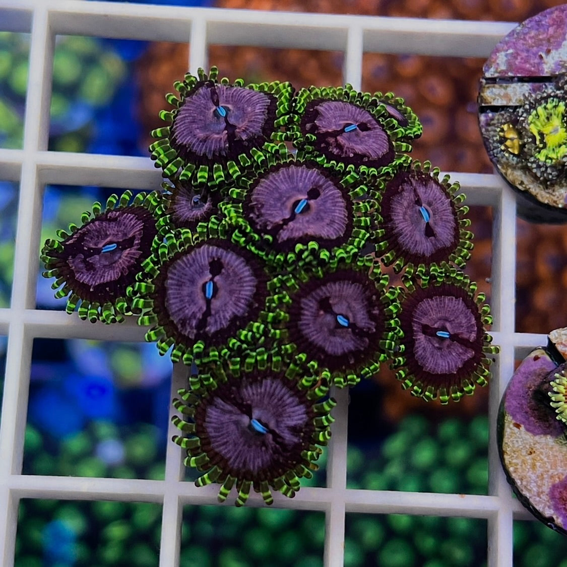WWC Purple Monsters - Q