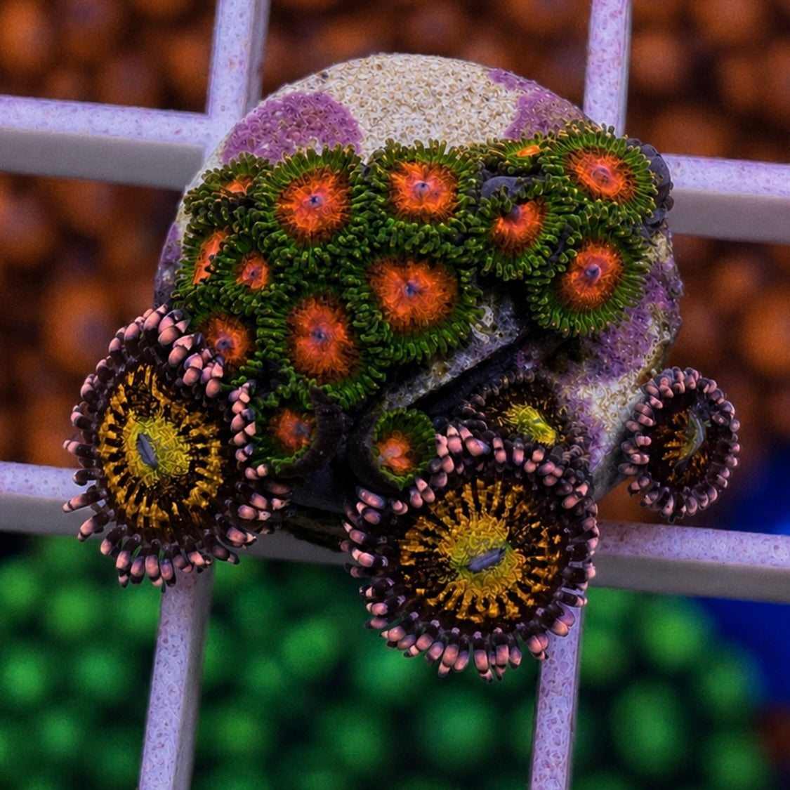 Nice Zoa Mix -Q