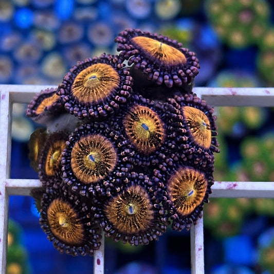 Unknown Zoas - WYSIWYG