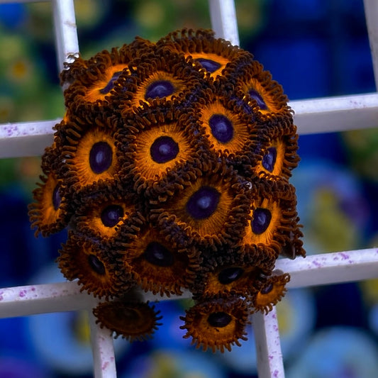 Kedds Reds Zoas - WYSIWYG