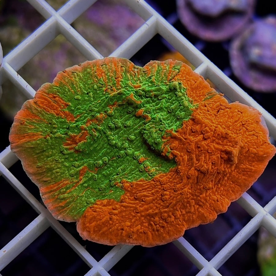 Grafted Monti - Q3