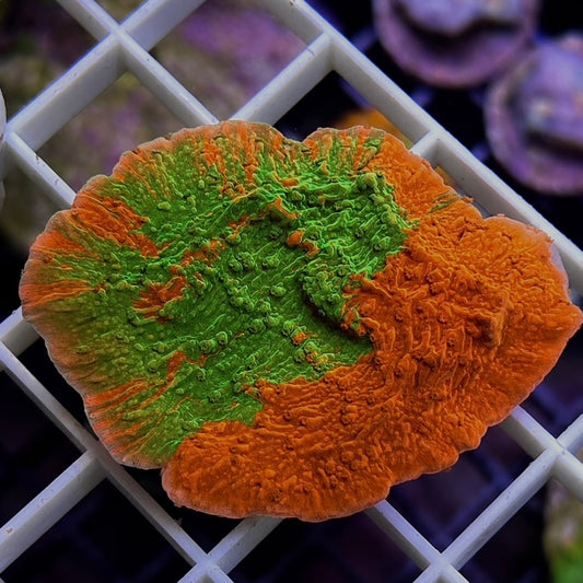 Grafted Monti - Q3