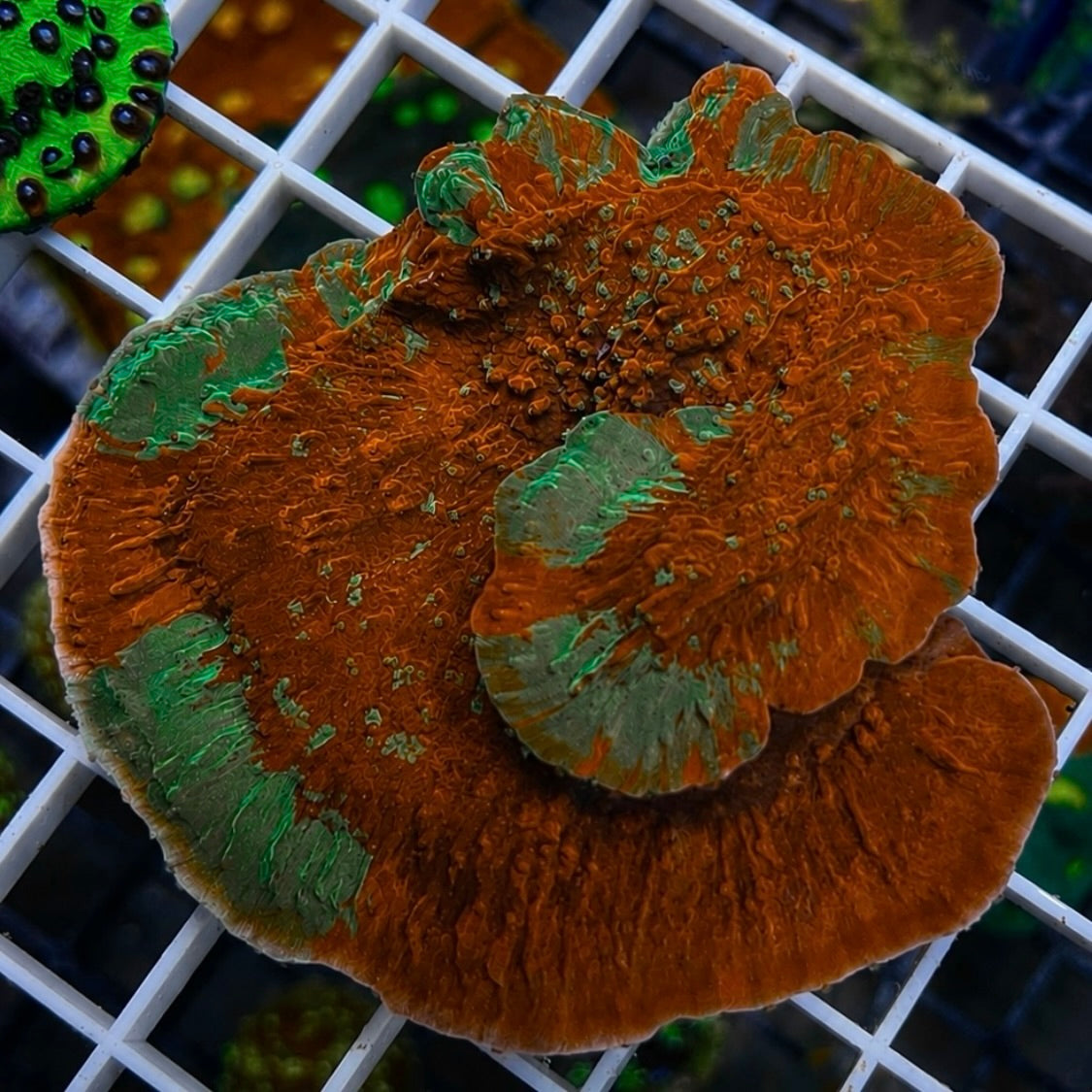 Grafted Monti - Q2