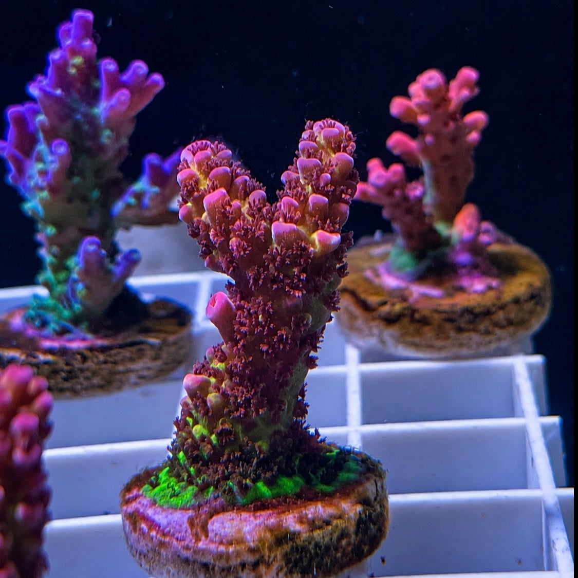 OG PC Rainbow Acro - Q4 (The one front and center)