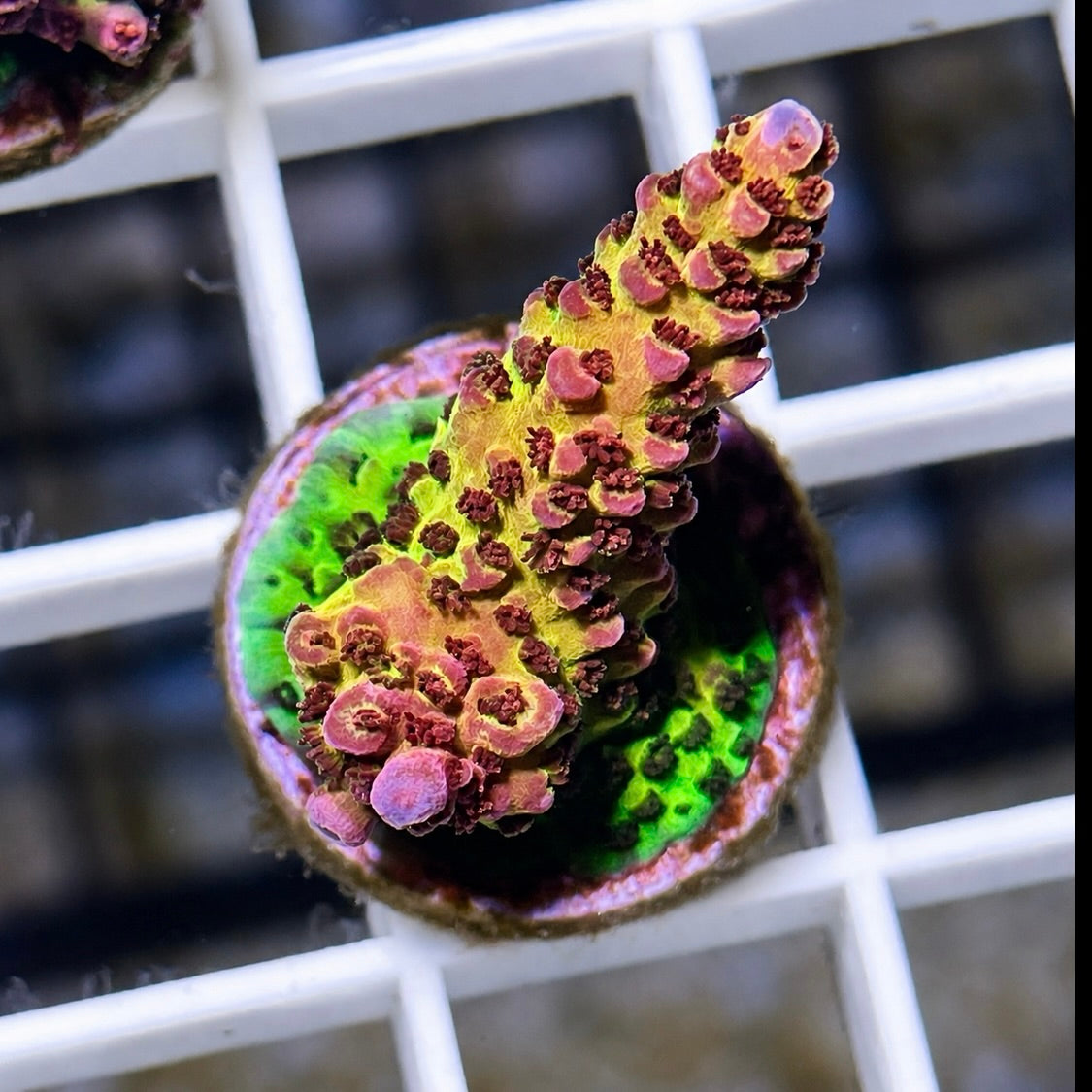 OG PC Rainbow Acro -Q3