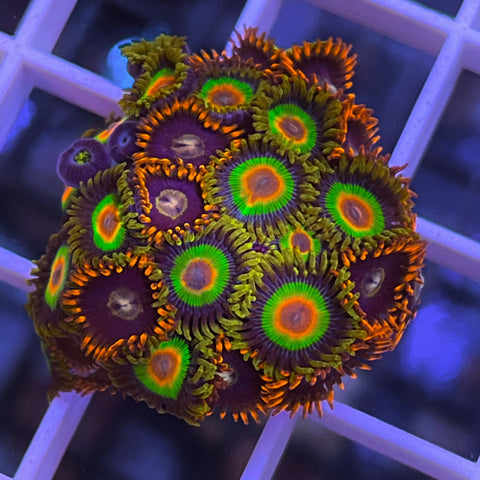 Zoa Mix - G1