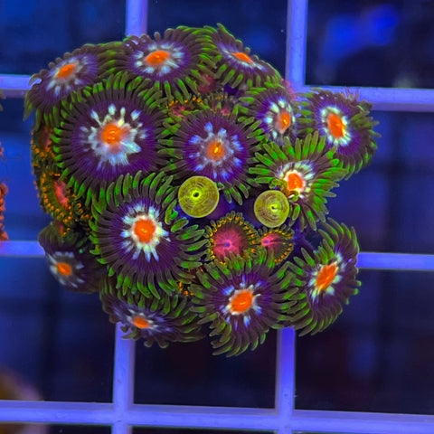 Zoa Mix Awesome Blossom and JF Stargazers - G3