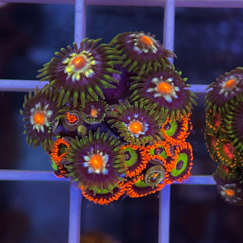 Zoa Mix -G4