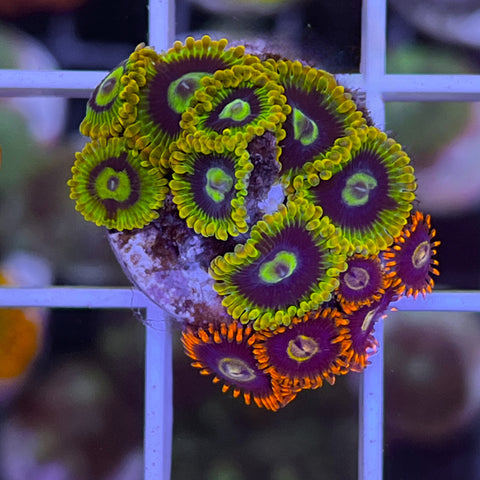 Zoa Mix Rainbow Yoda and Rainbow Hornets -G6