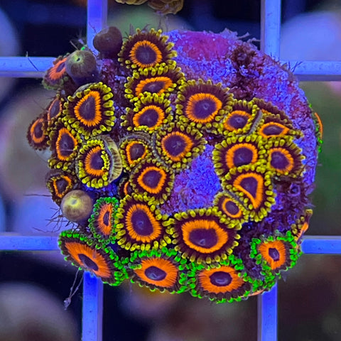 Zoa Mix  -G7