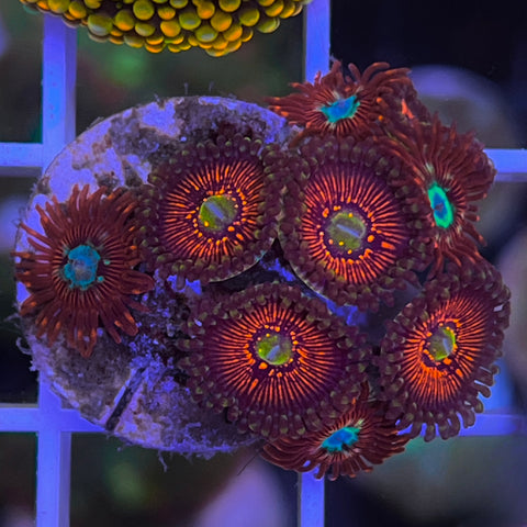 Zoa Mix God of War and Chrysanthemum-G8