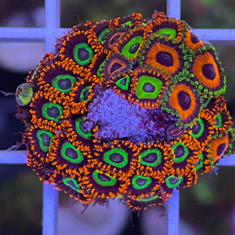 Zoa Mix -G9