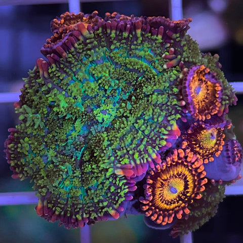 Zoa with Bounce Mushrooms - G10