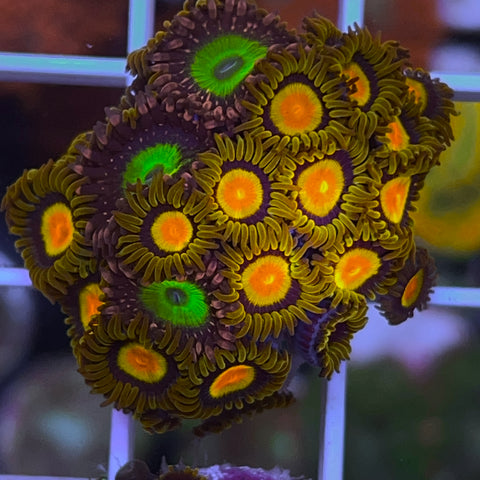 Zoa Mix - G19