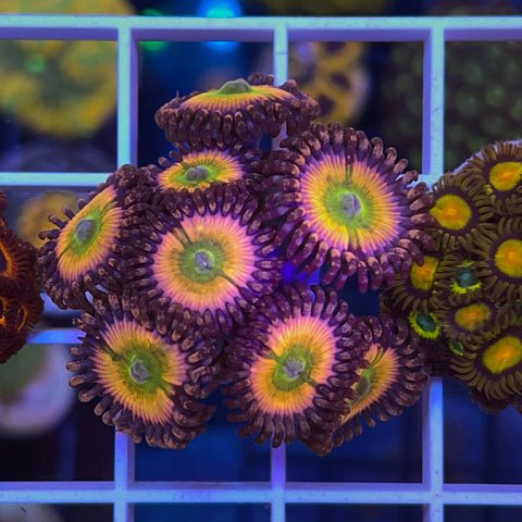 Zoa Mix - G43