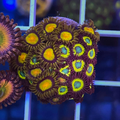 Zoa Mix - G39