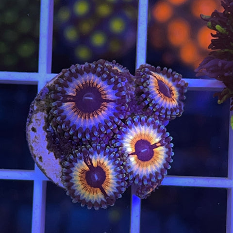 Zoa Mix - G42