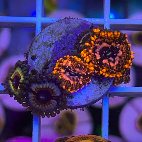 Zoa Mix - G26