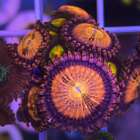 Zoa Mix - G44