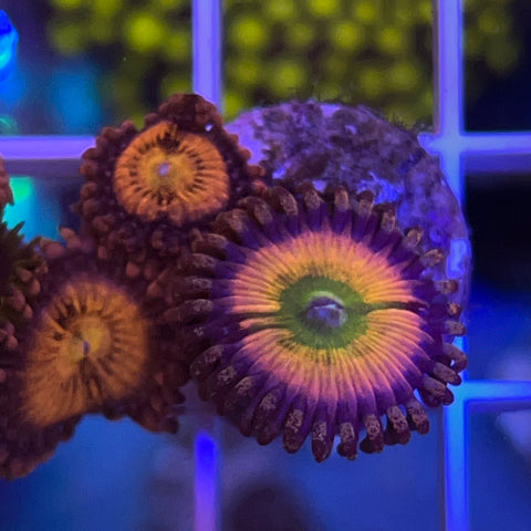 Zoa Mix - G46