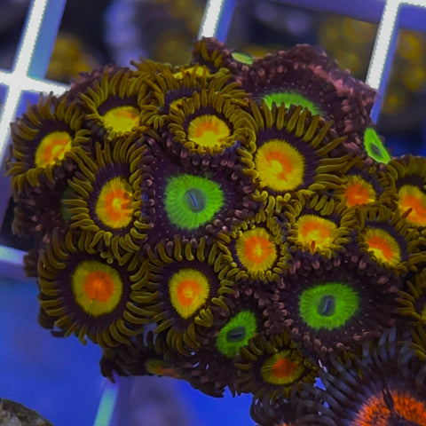 Zoa Mix - G32