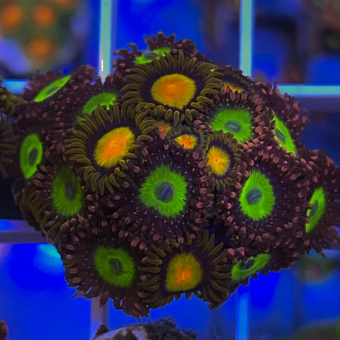 Zoa Mix - G33