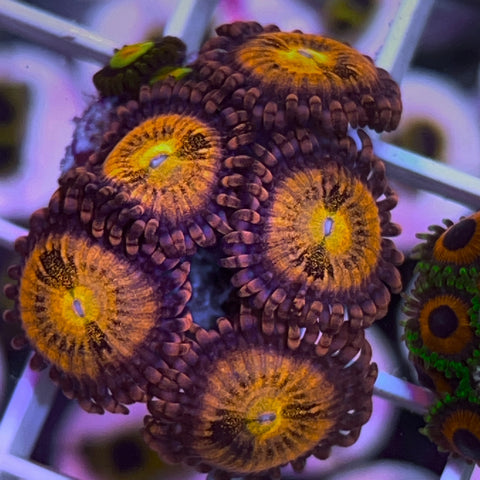 Zoa Mix - G34