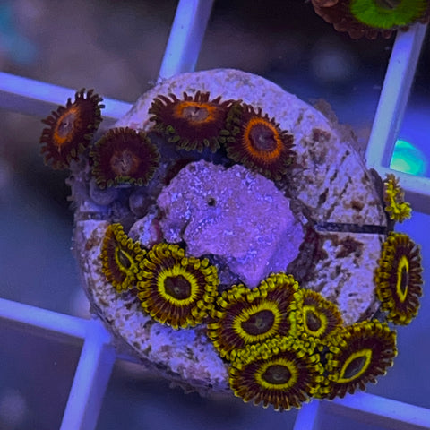 Zoa Mix - G37