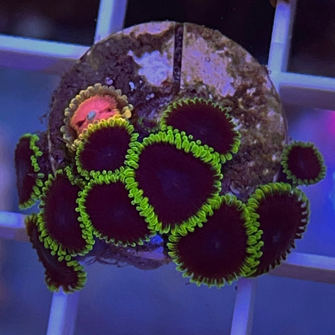 Zoa Mix - G48