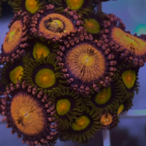 Zoa Mix - G38