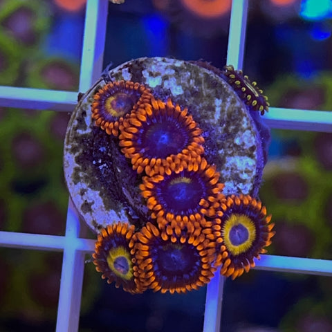 Zoa Mix - G47