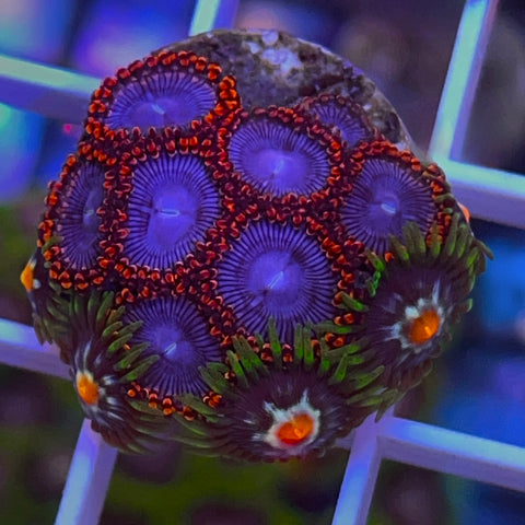 Zoa Mix - G41