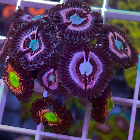 Zoa Mix - G45