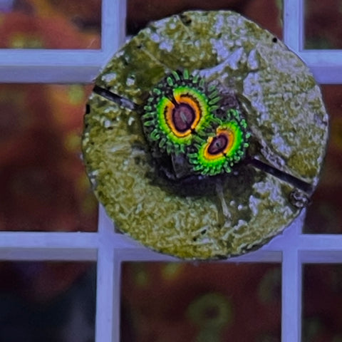 Little Shop of Horrors (2 polyps)