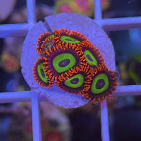 Emerald on Fire (8 Polyps)
