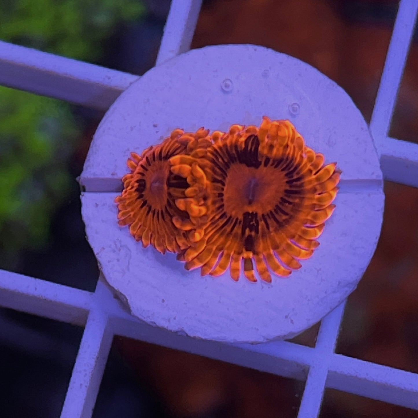 Burning Embers (2 polyps)