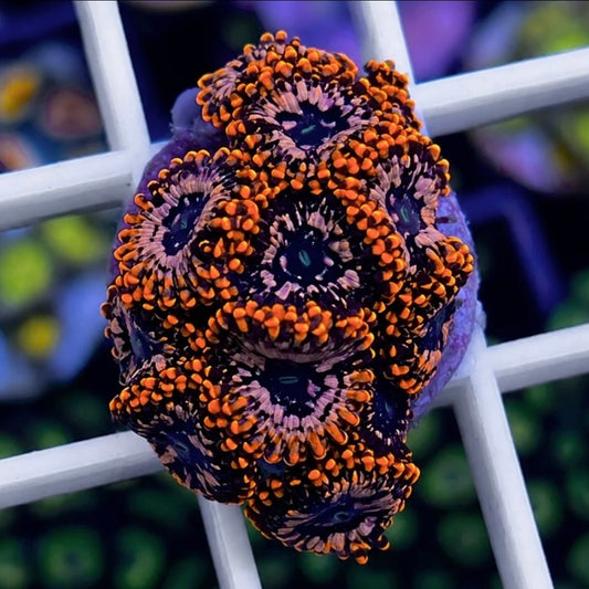Utter Chaos Zoas - WYSIWYG