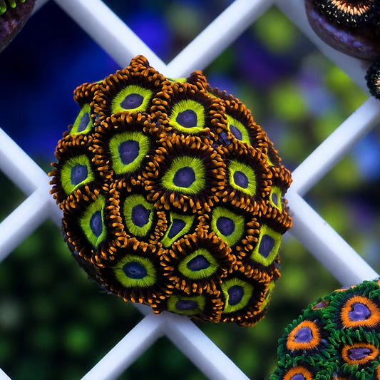 Fruit Loops Zoas - WYSIWYG