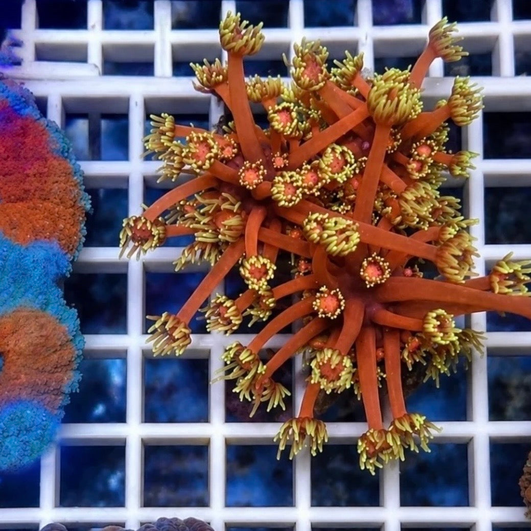 LCH Hellfire Goniopora