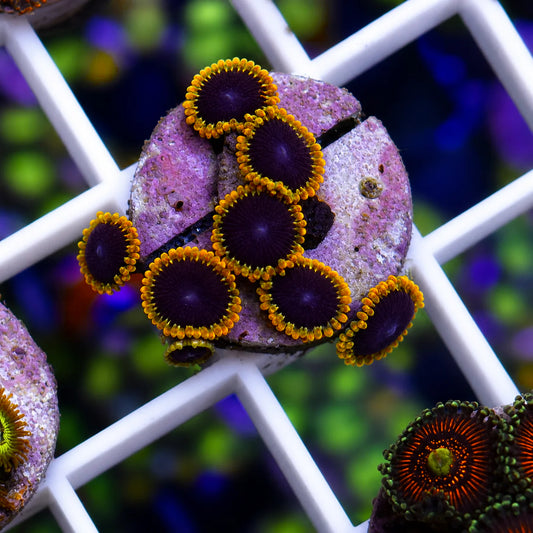 TSA Warp Drive Zoas - WYSIWYG
