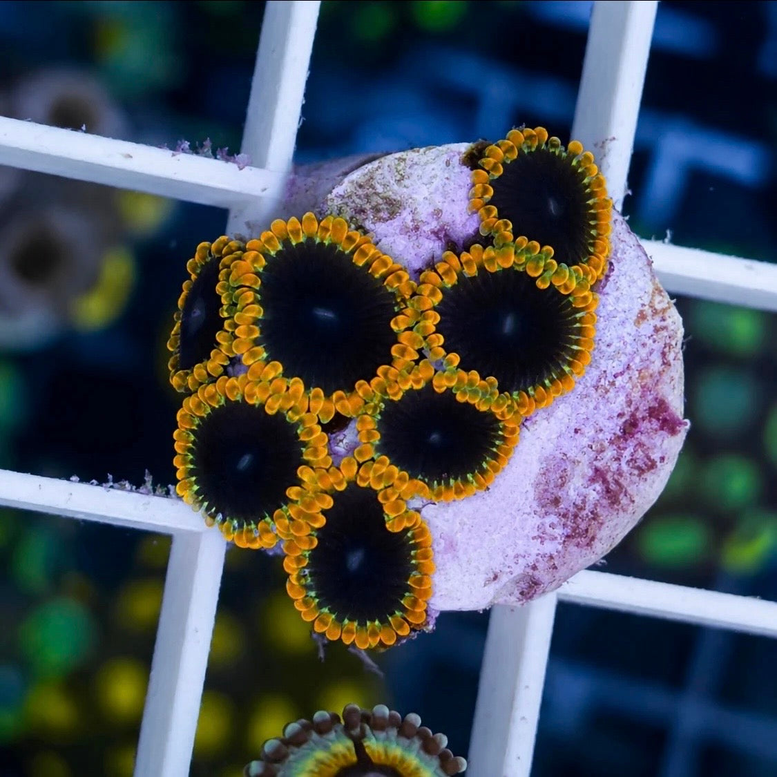 TSA Warp Drive Zoas (7 polyps)