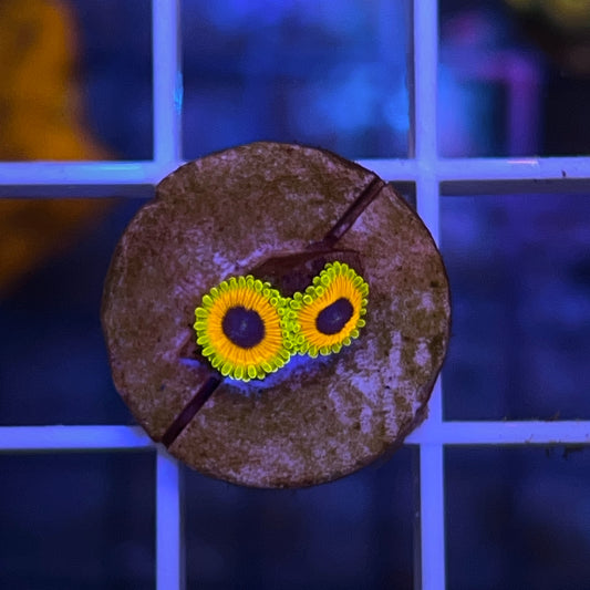Great Owl Zoa (2 polyps)