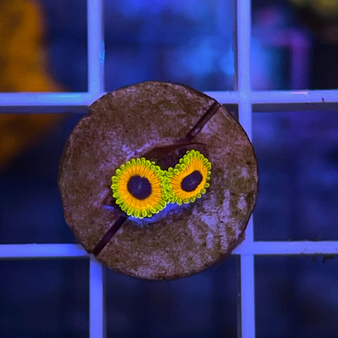 Great Owl Zoa (2 polyps)