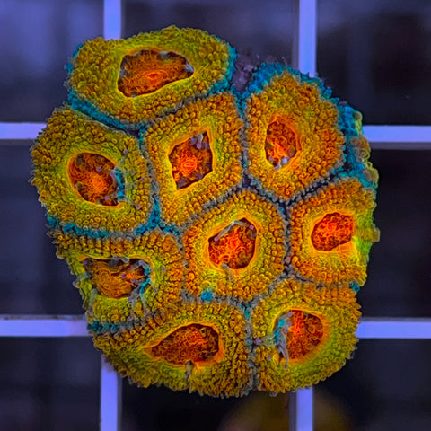 Orange and Red Acans