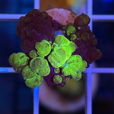 LCH Uranium Bounce Mushroom - a3