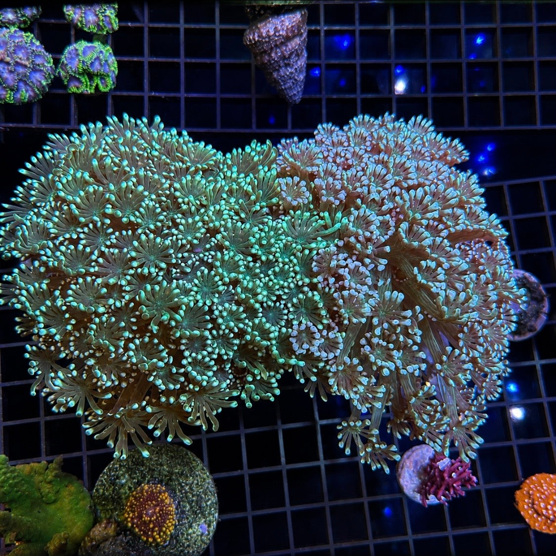 Green and White Alveopora Colonies