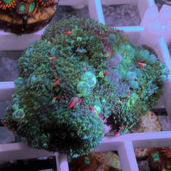 Lots of Bounce Mushrooms (Colony)
