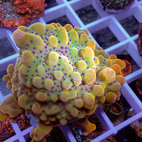 Purple Polyp Monti (Great Beginner Coral)